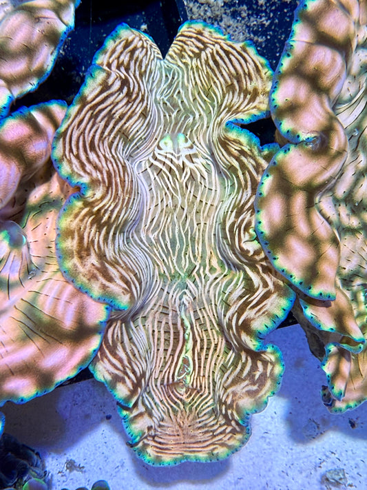Cultured beautiful Derasa Clam with orange lines