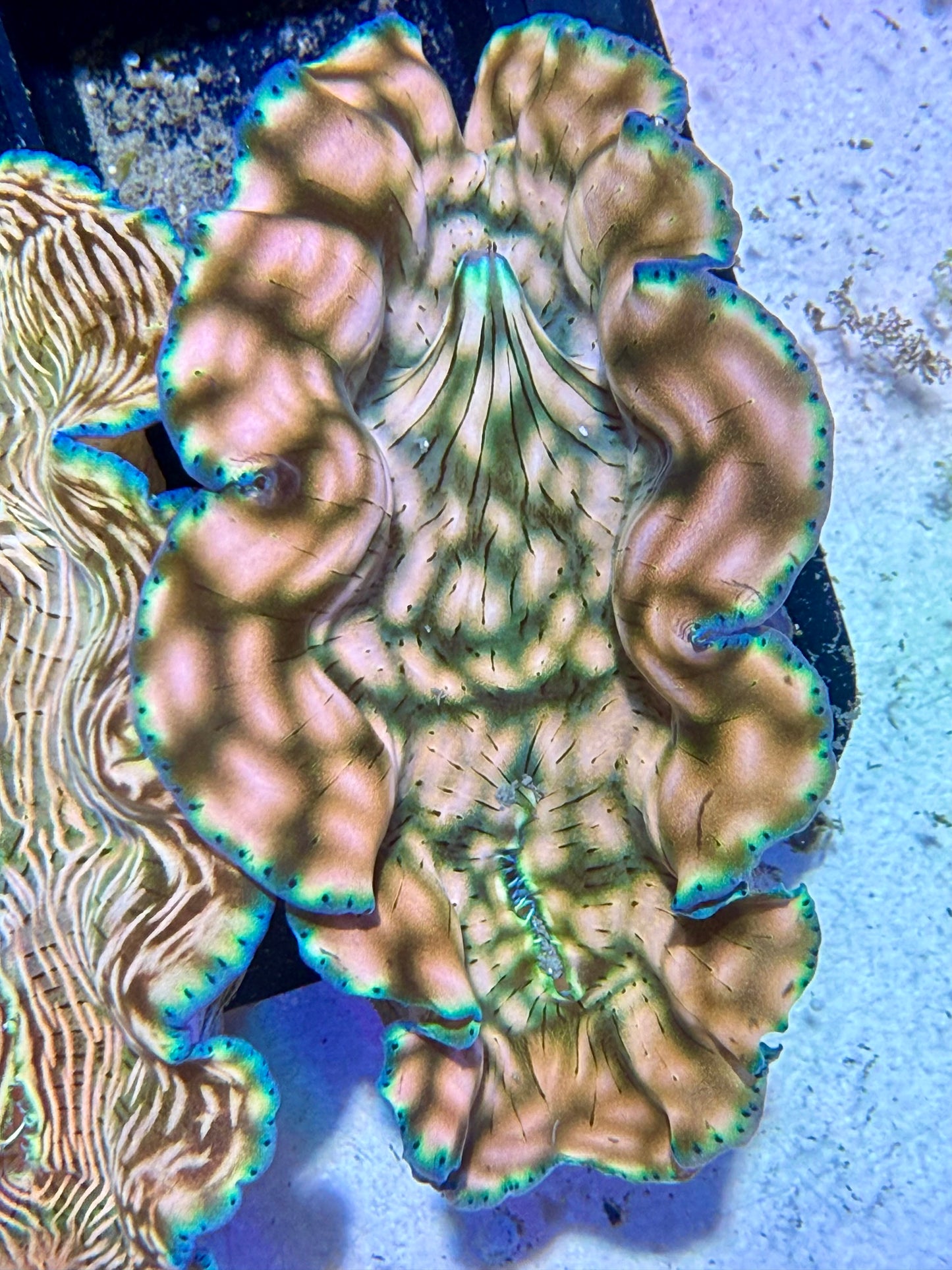 Cultured Derasa Clam with beautiful green lines