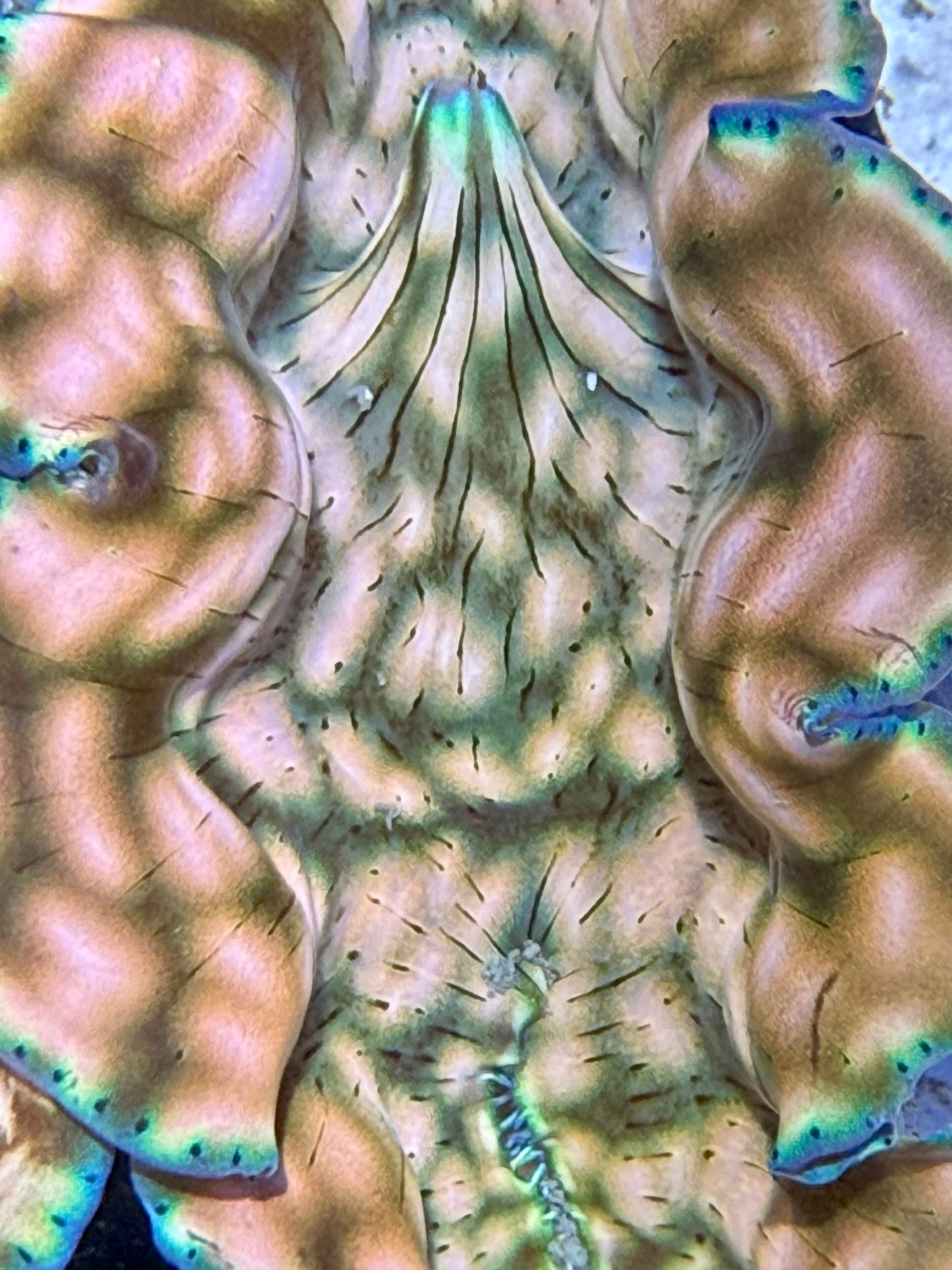 Cultured Derasa Clam with beautiful green lines