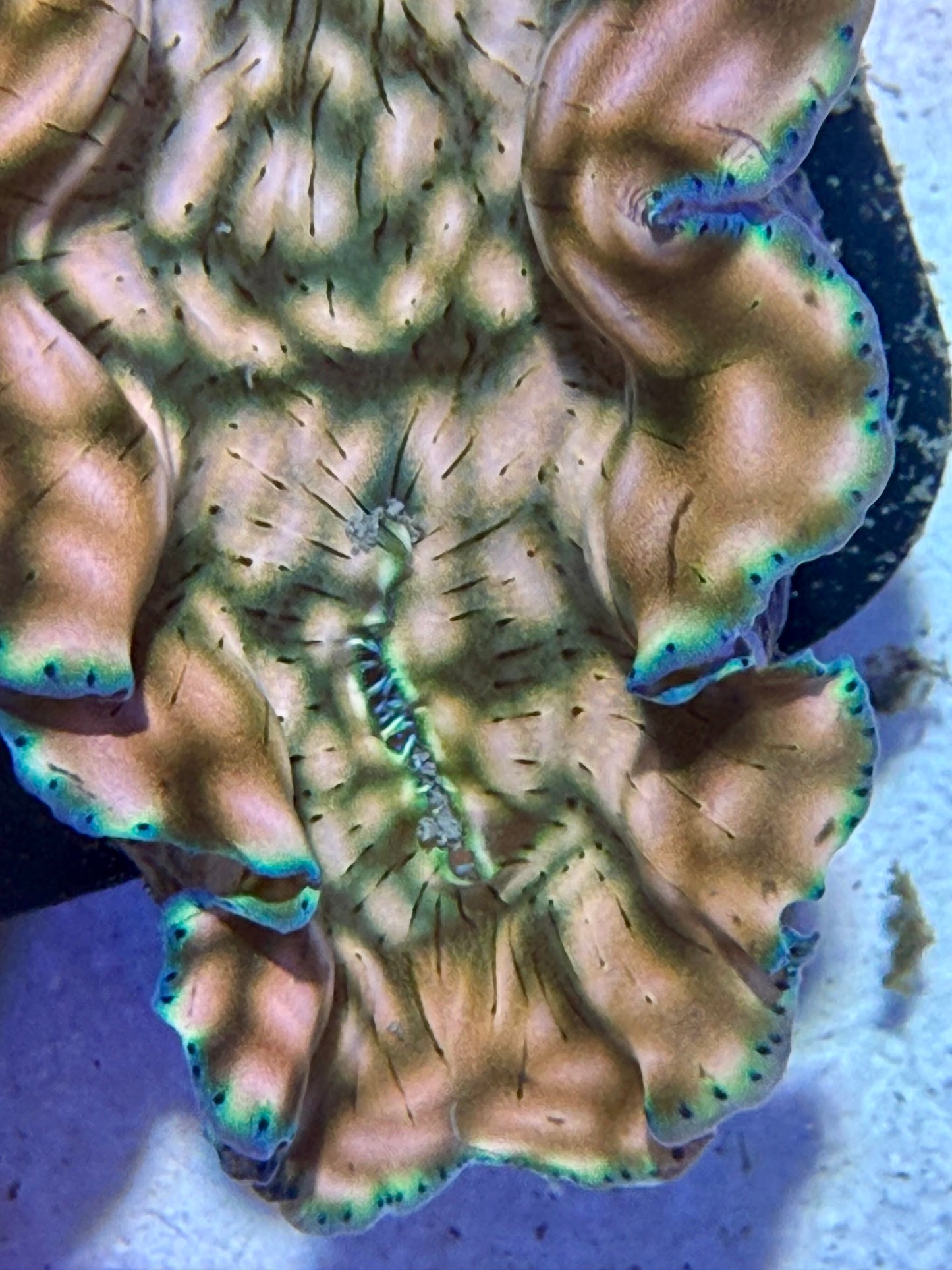 Cultured Derasa Clam with beautiful green lines