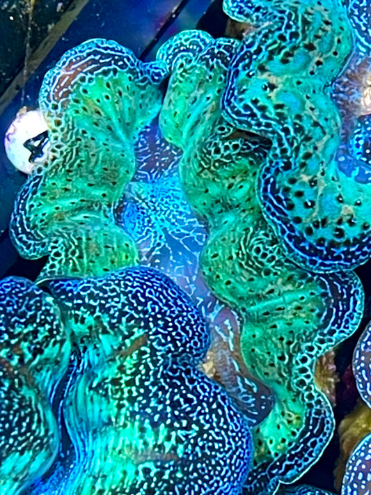 Crocea Neon Rainbow Clam