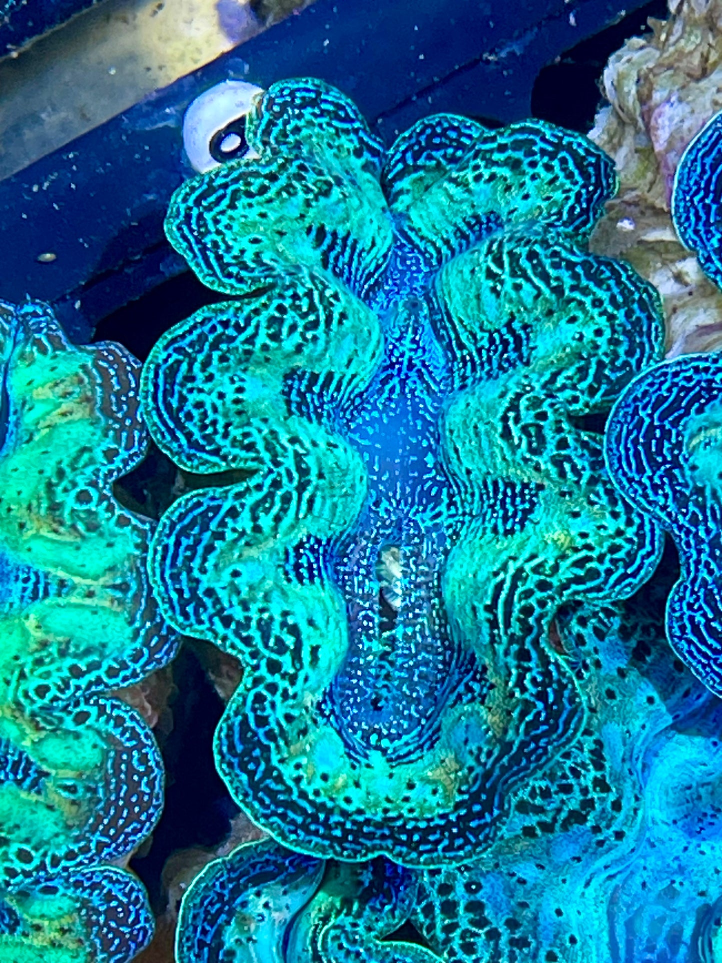 Crocea neon simi rainbow clam