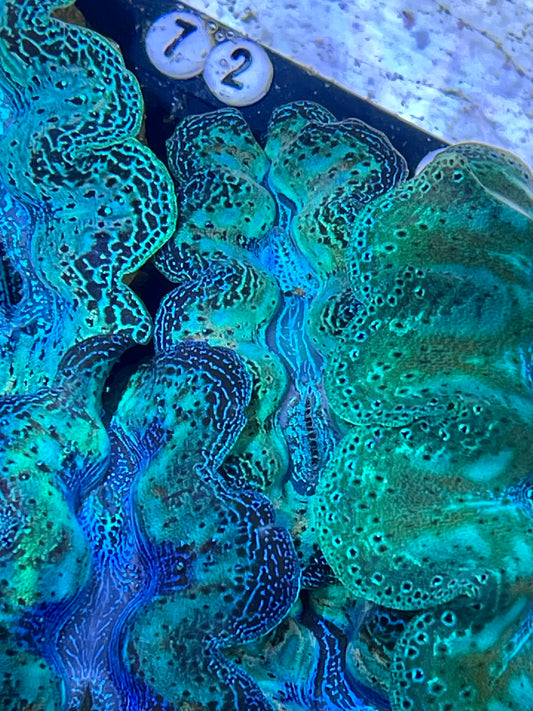 Crocea neon semi rainbow clam