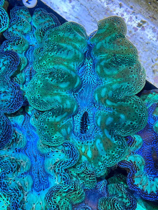 Crocea ultra neon rainbow clam