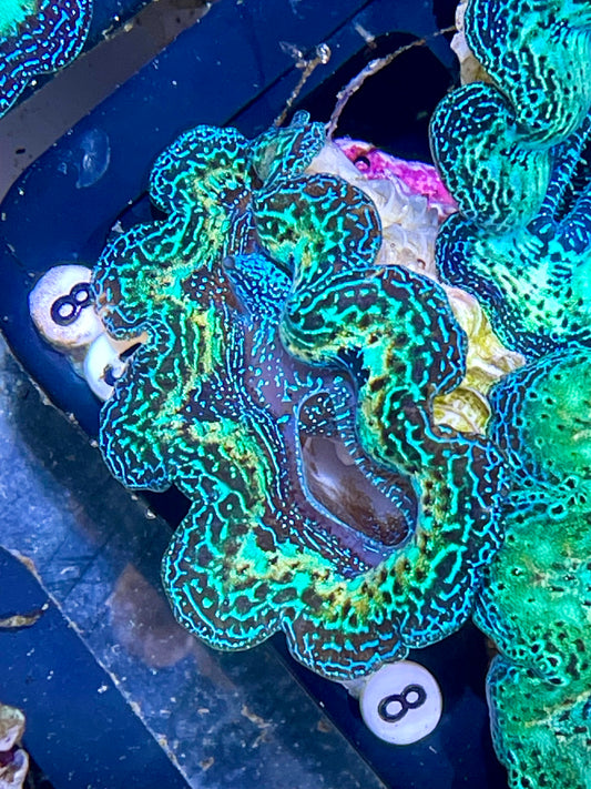 Crocea Clam Ultra Neon Rainbow