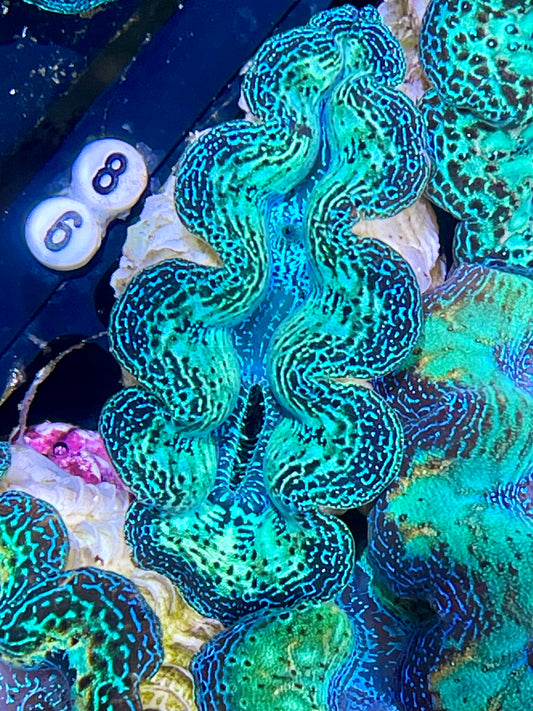 Crocea Clam Neon