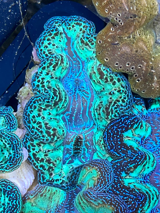 Crocea Clam Neon Semi Rainbow