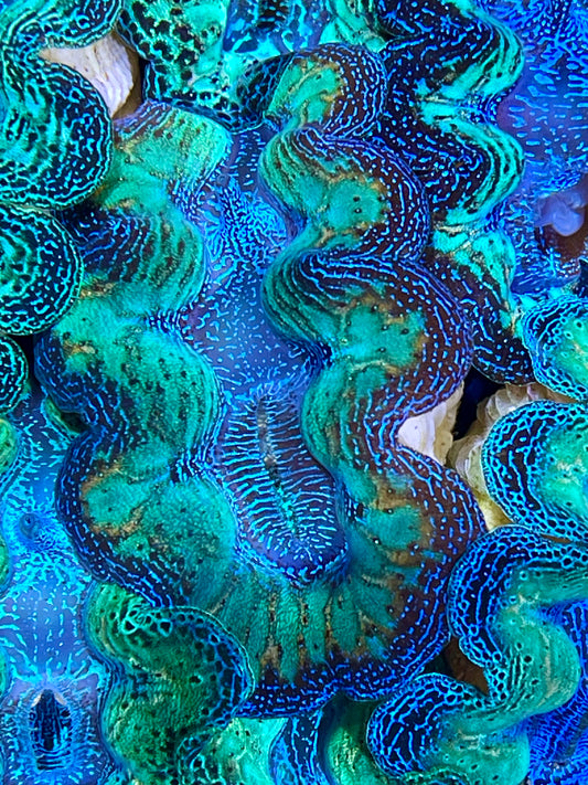 Crocea Clam Super Ultra Bicolor Neon Rainbow