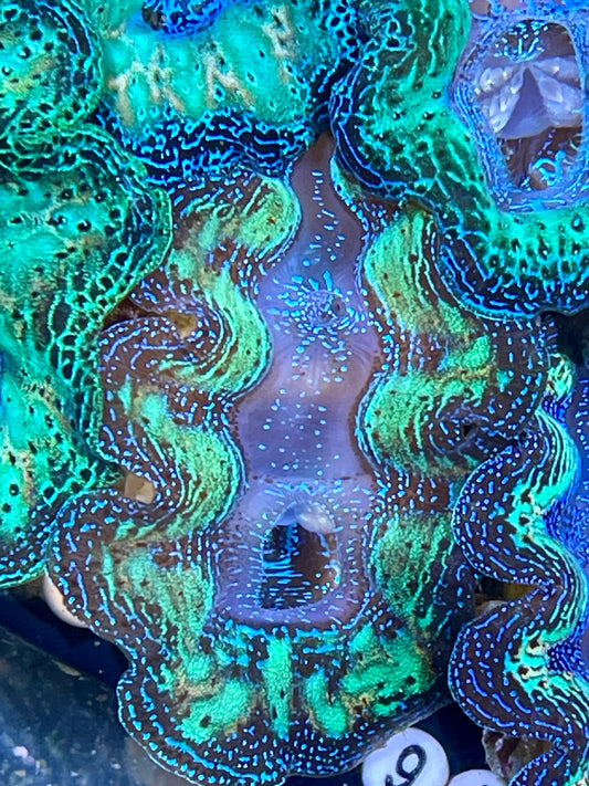 Crocea Clam Semi Rainbow