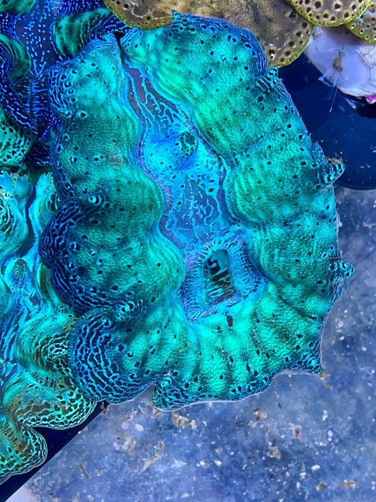 Crocea Clam Neon