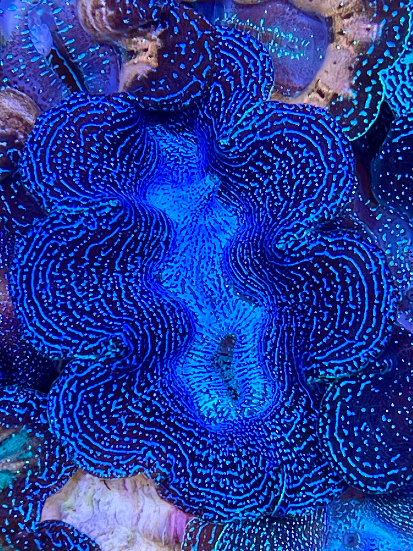 Sale! Crocea Clam Blue Galaxy