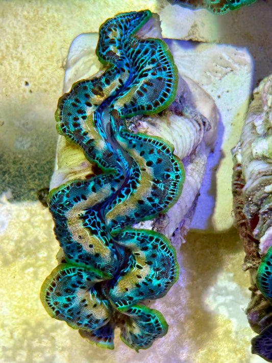 Cultured Maxima Clam 2.5” to 3.5” ultra white lined neon clam