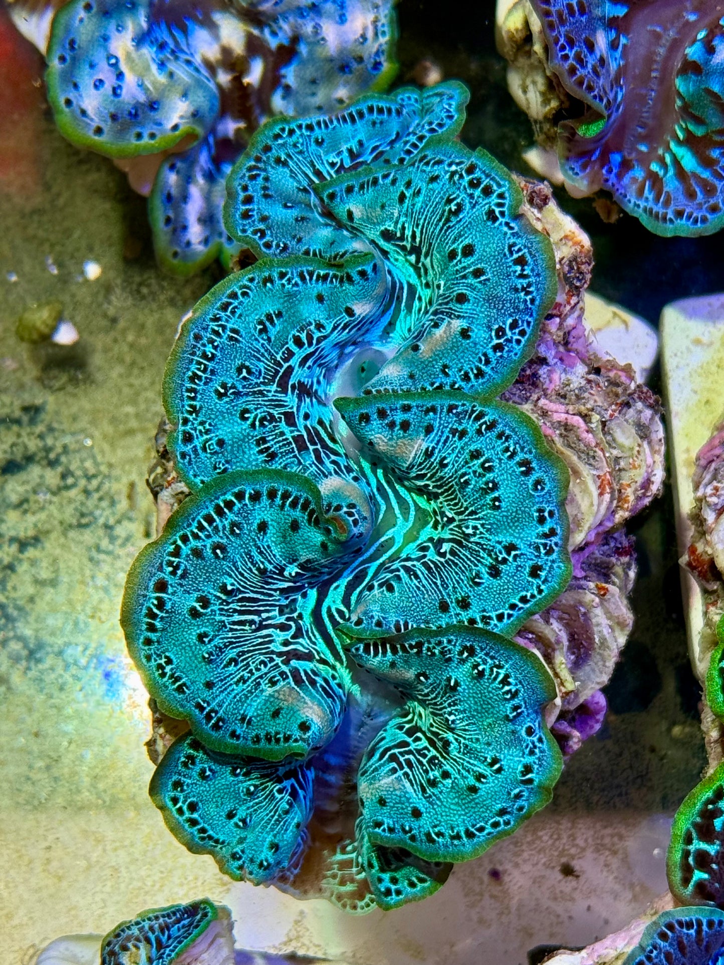 Cultured Maxima Clam 2.5” to 3.5” ultra neon clam