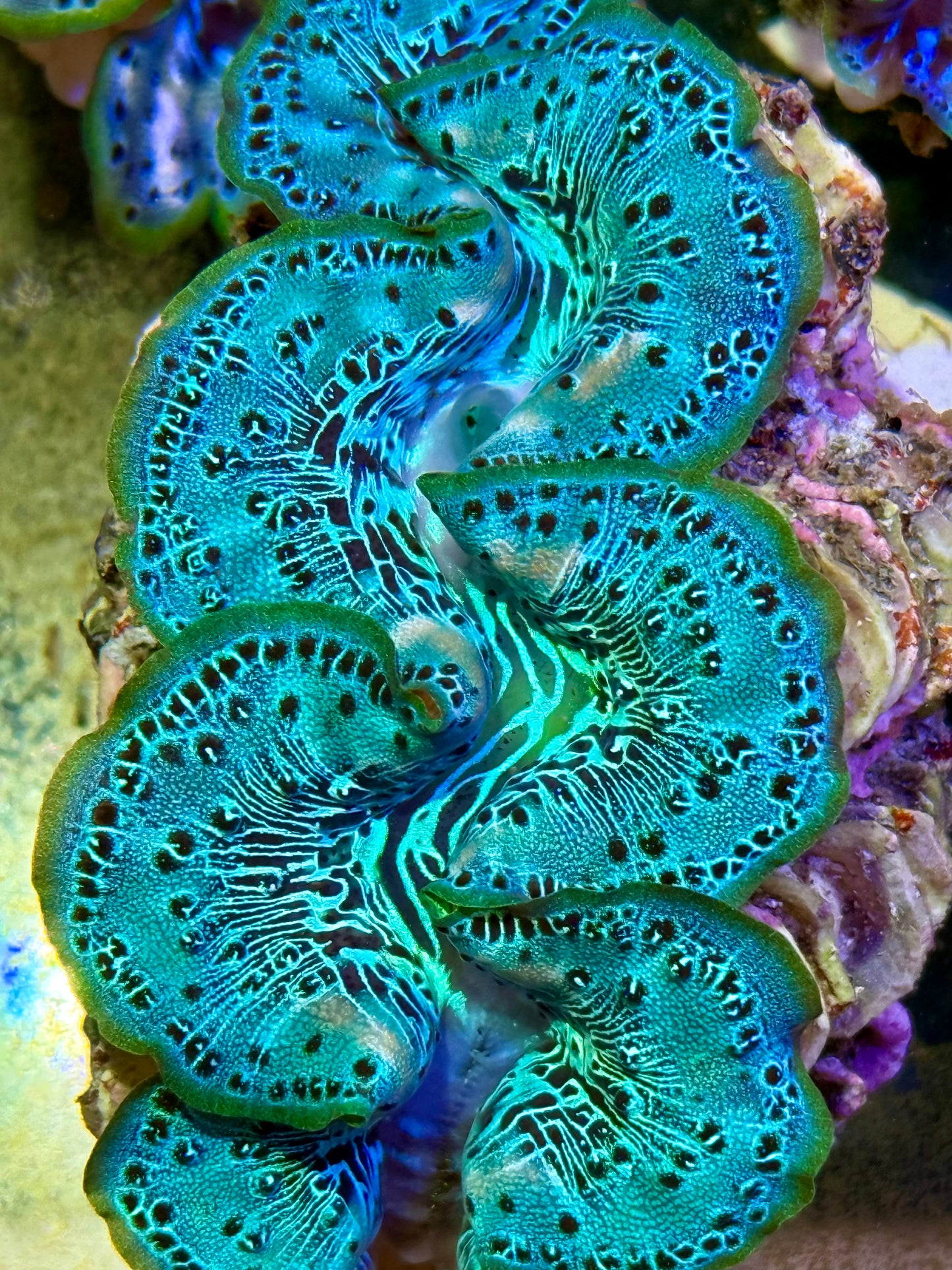 Cultured Maxima Clam 2.5” to 3.5” ultra neon clam
