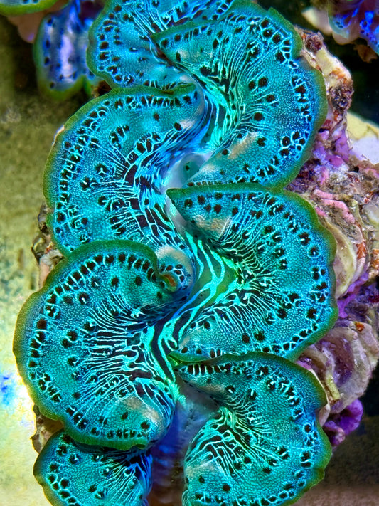 Cultured Maxima Clam 2.5” to 3.5” ultra neon clam
