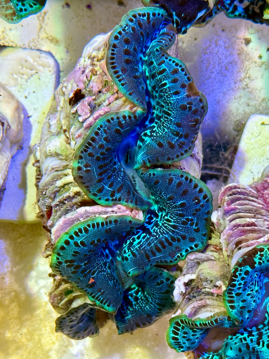 Cultured Maxima Clam 2.5” to 3.5”