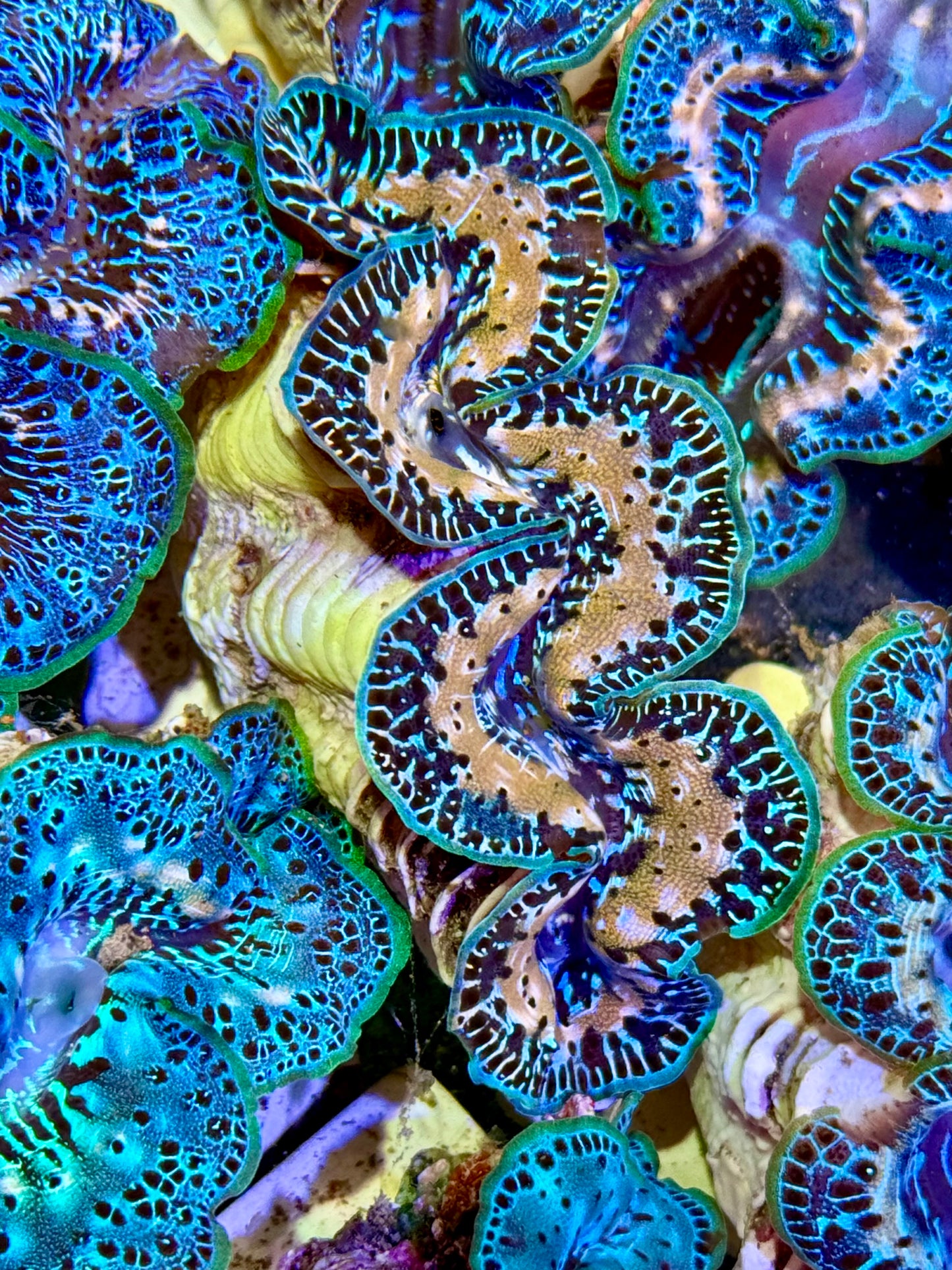 Cultured Maxima Clam 2.5” to 3.5” oh my Lord Clam