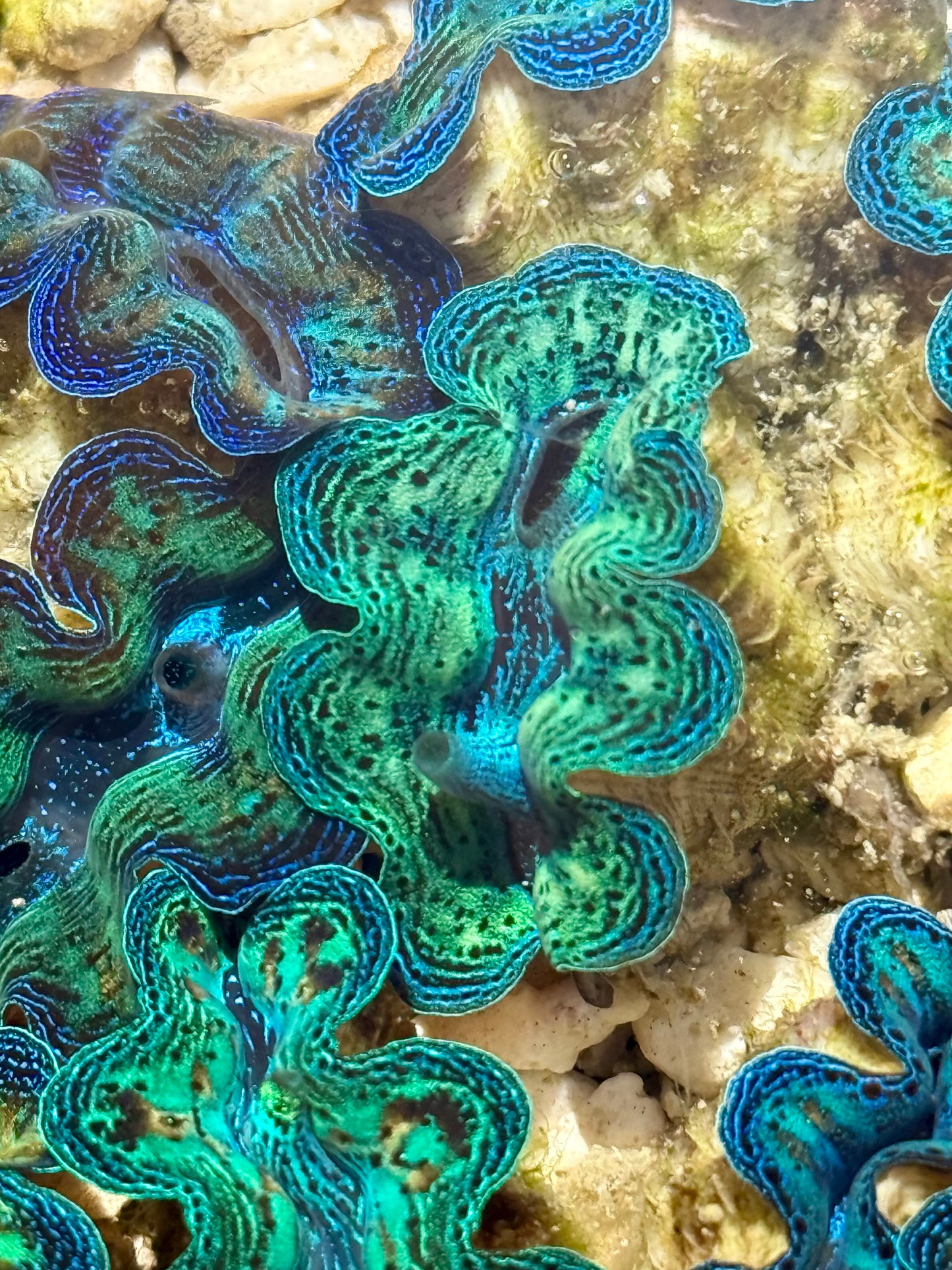 Captive Bred Ultra Neon Rainbow Crocea clam