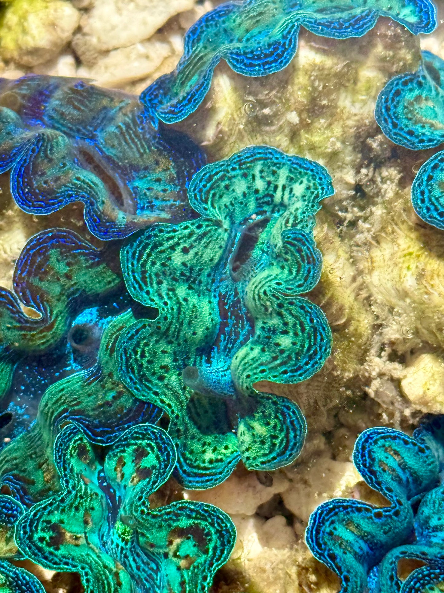 Captive Bred Ultra Neon Rainbow Crocea clam