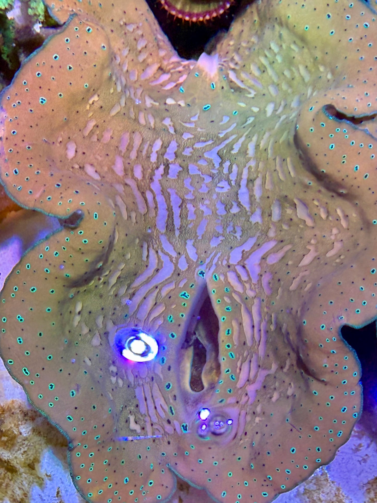 Gigas clam 6”
