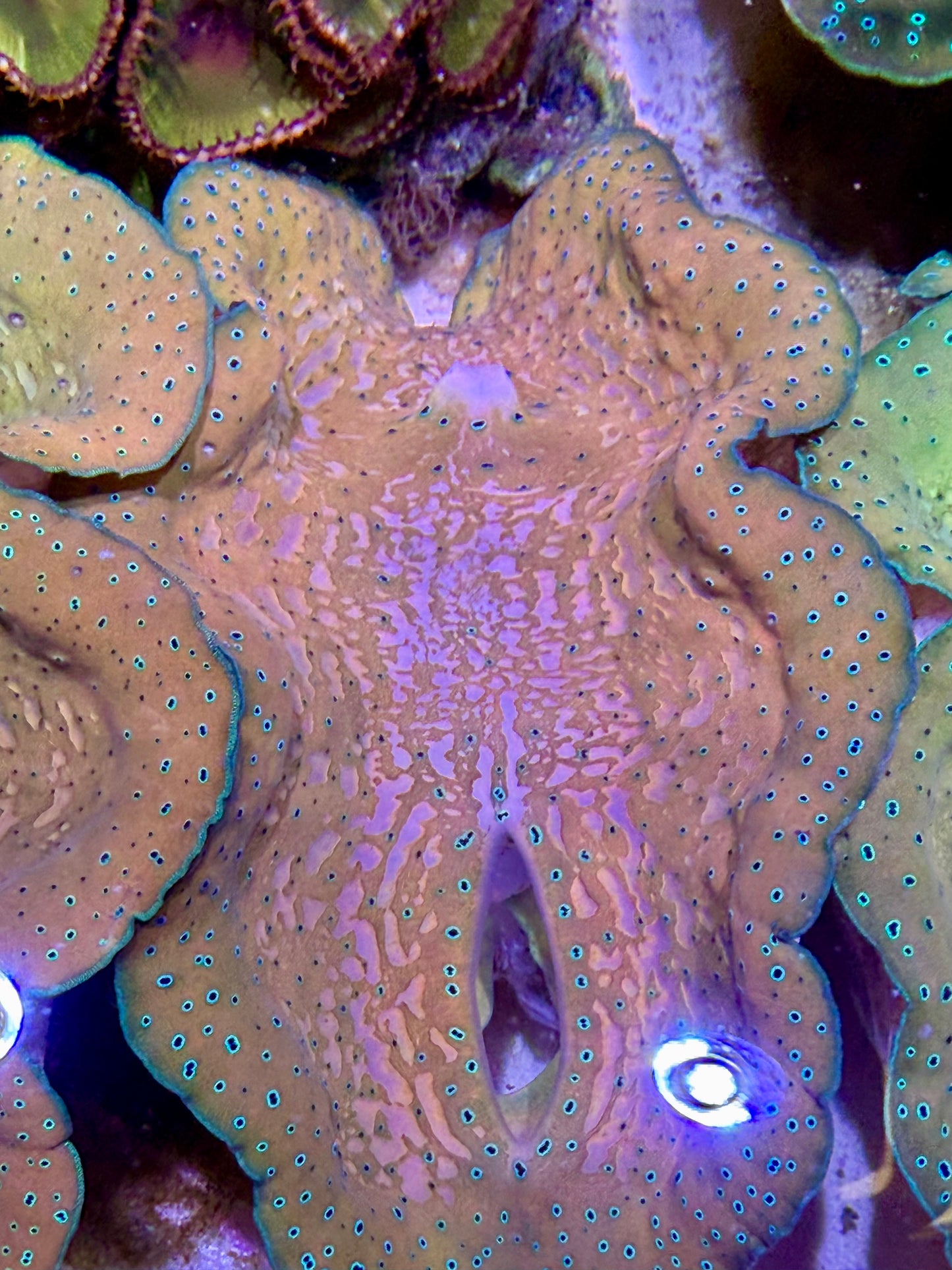 Gigas clam 6”