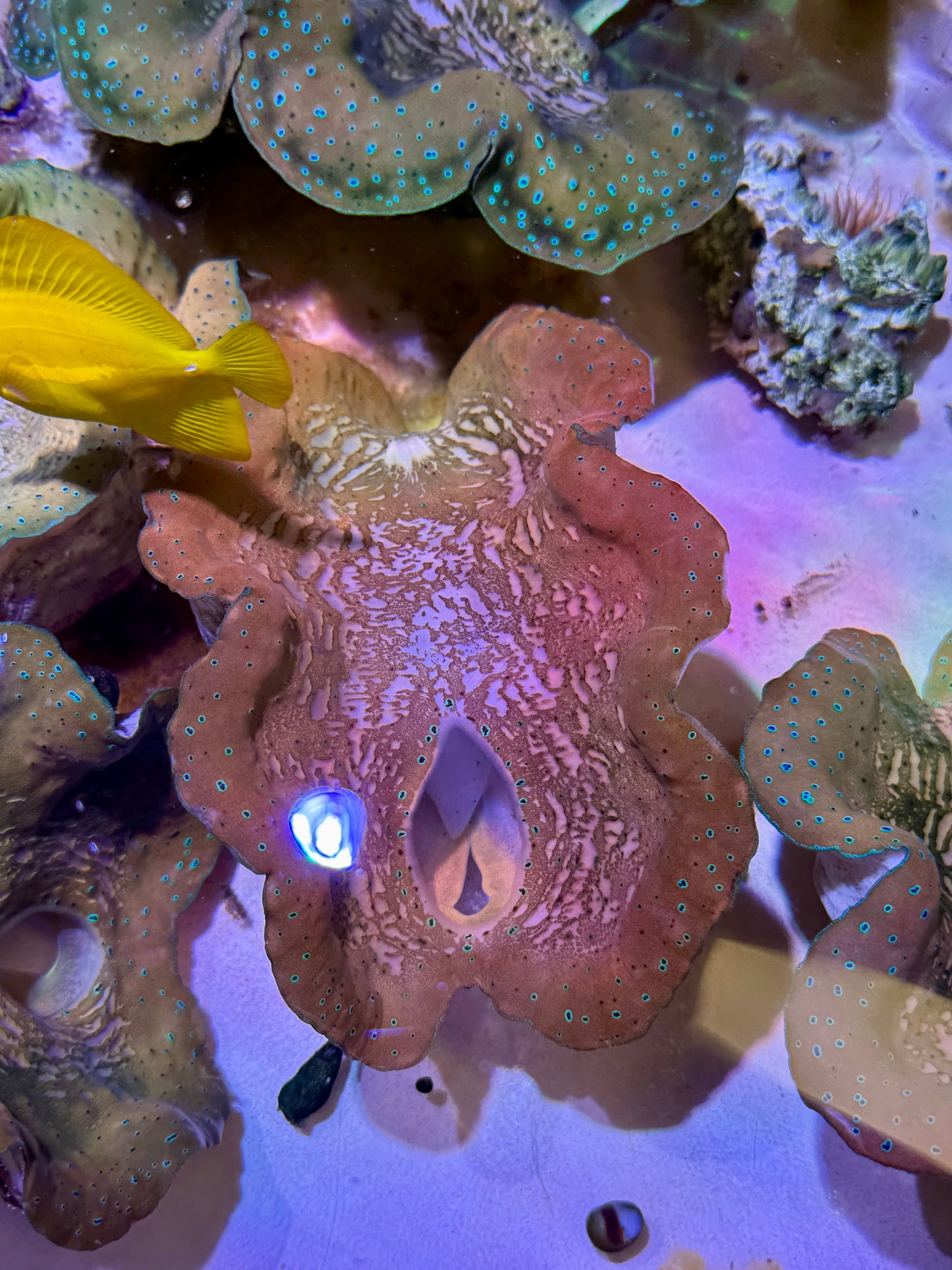 Gigas clam 7” to 8”