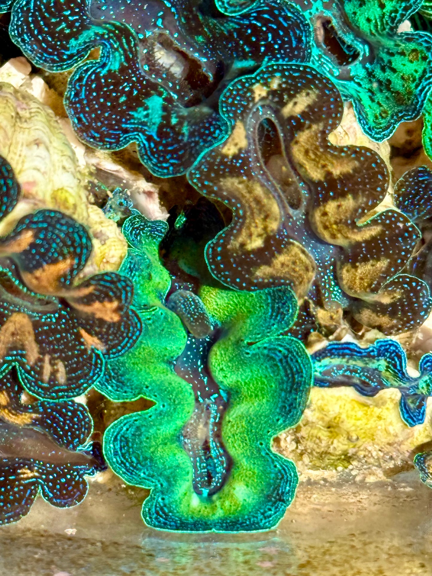 1" to 1.5" Captive Bred Ultra Neon Green Crocea clam