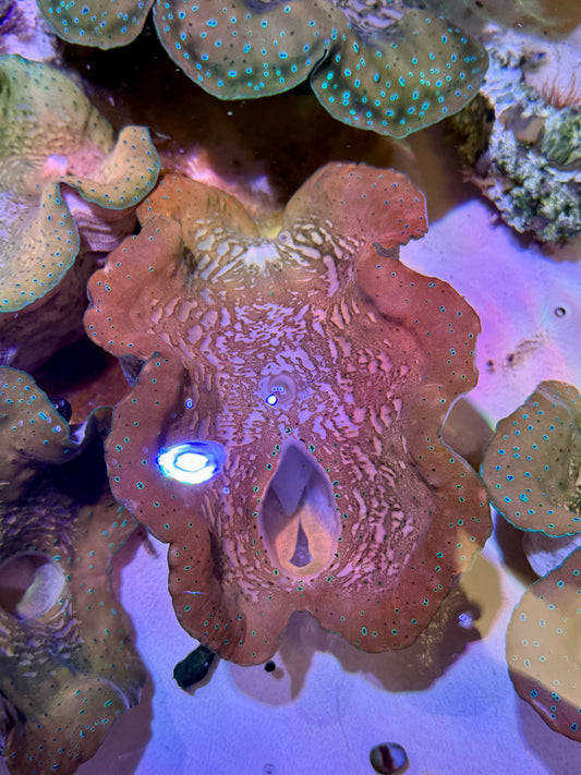 Gigas clam 7” to 8”