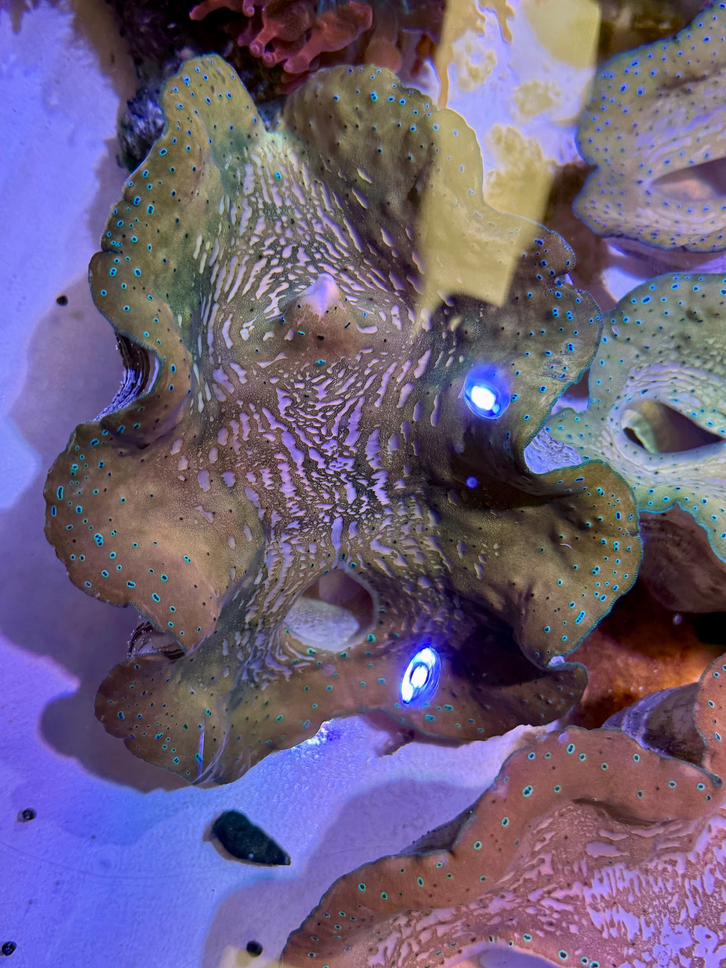 Gigas clam 7” to 8”