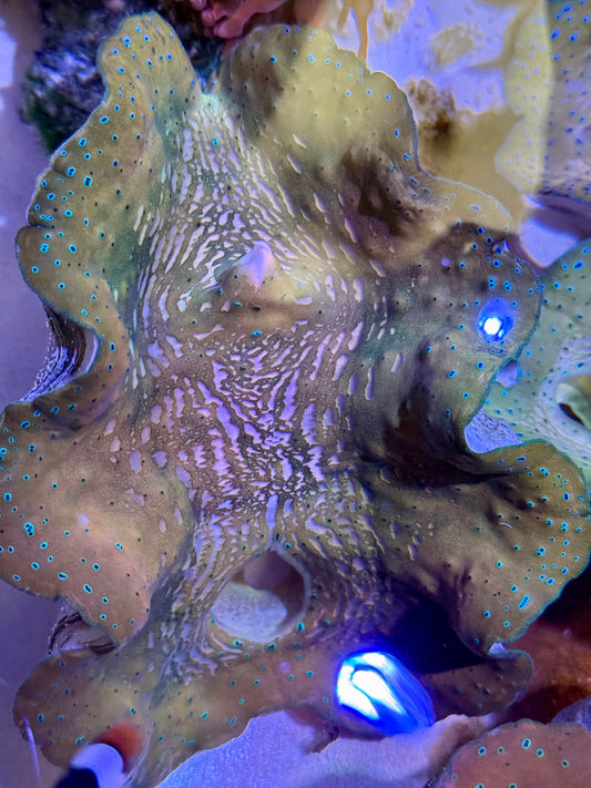 Gigas clam 7” to 8”