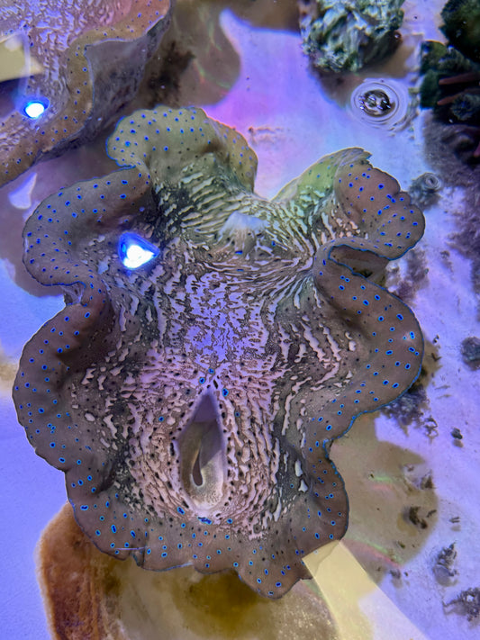 Gigas clam 7” to 8”
