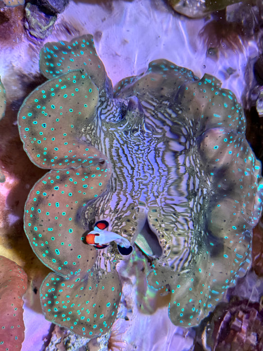 Gigas clam 10” to 11”