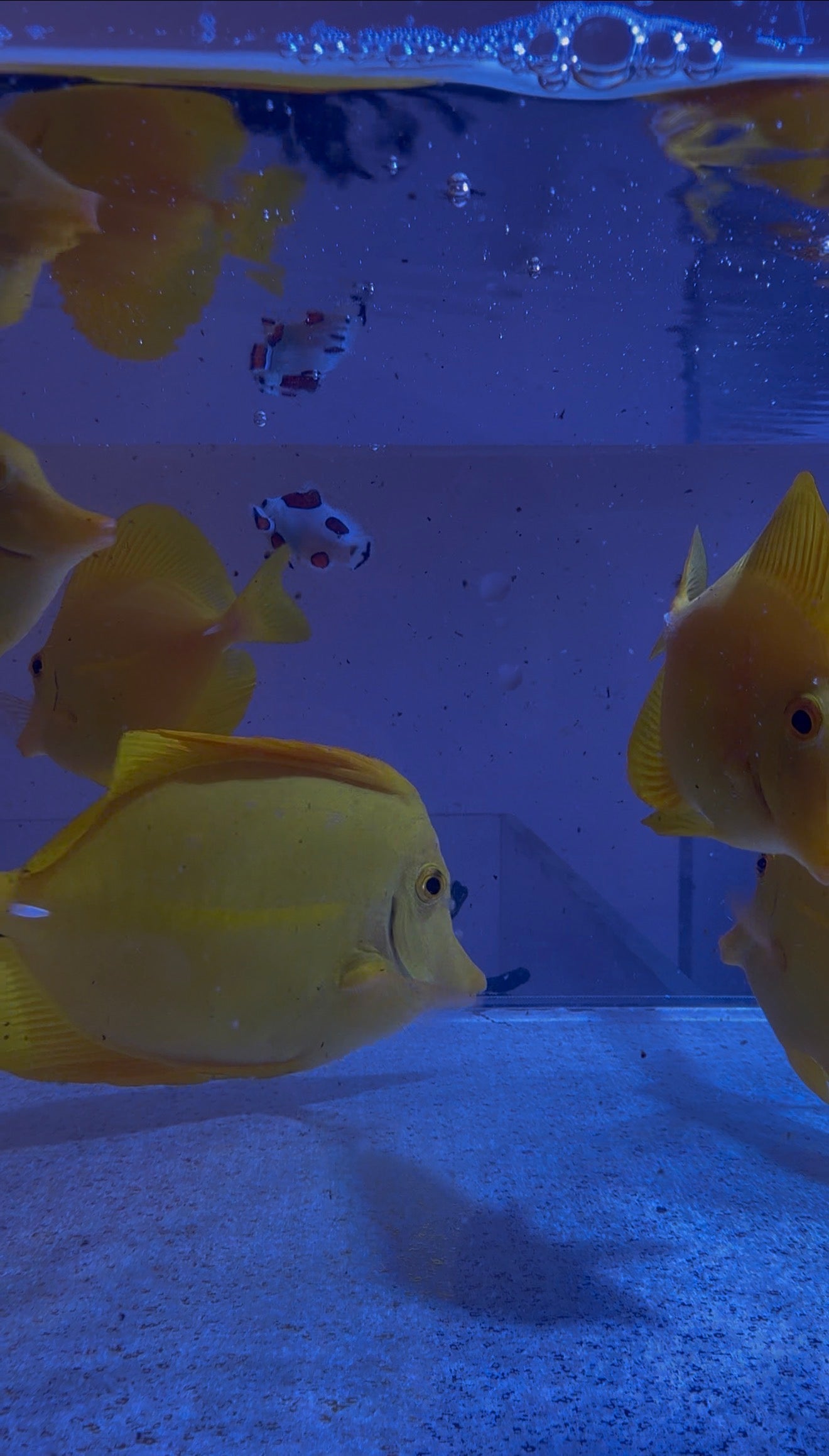 Captive Bred Yellow Tang from 3.5” to 4.5” loved and disease-free