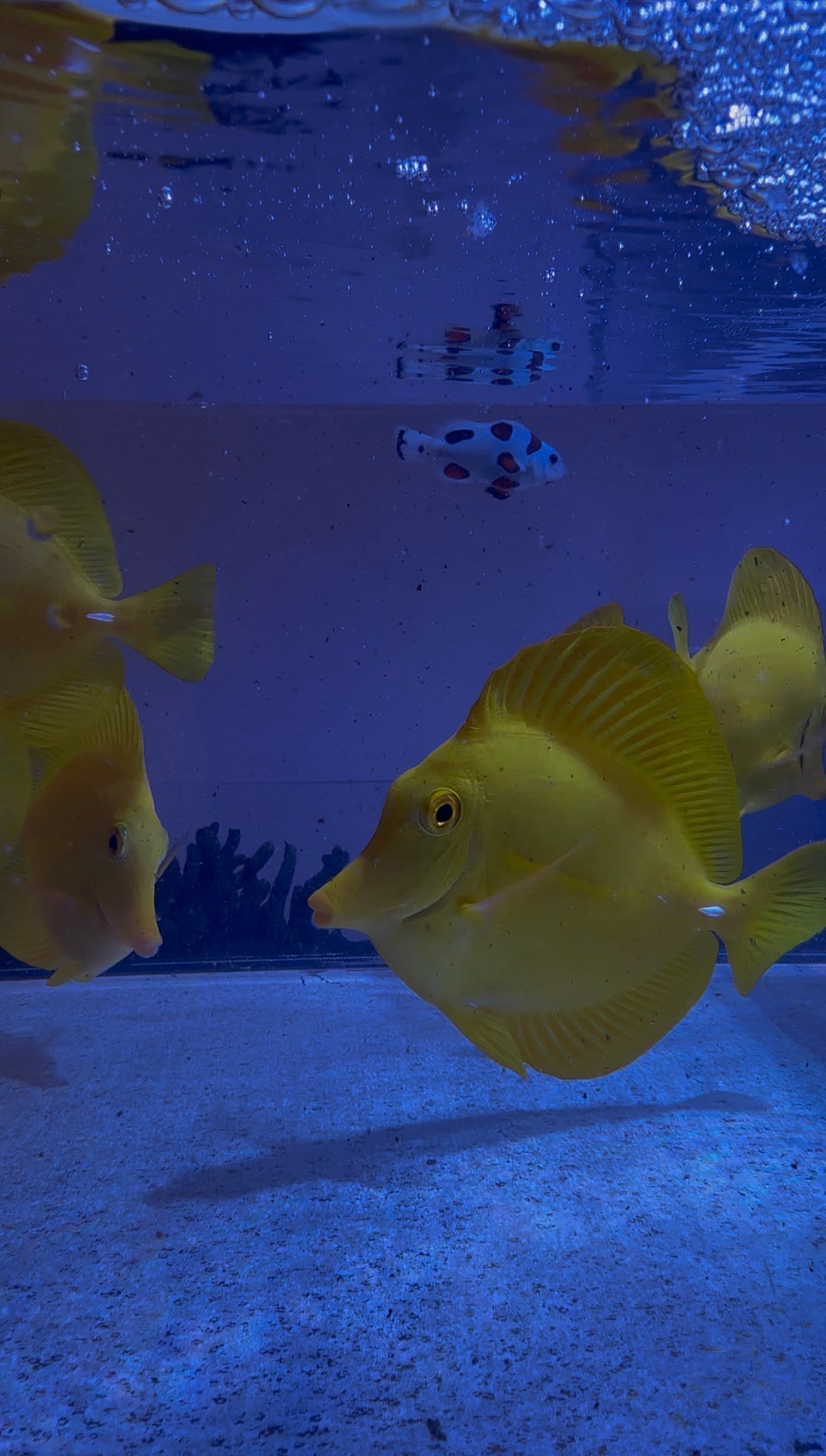 Captive Bred Yellow Tang from 3.5” to 4.5” loved and disease-free