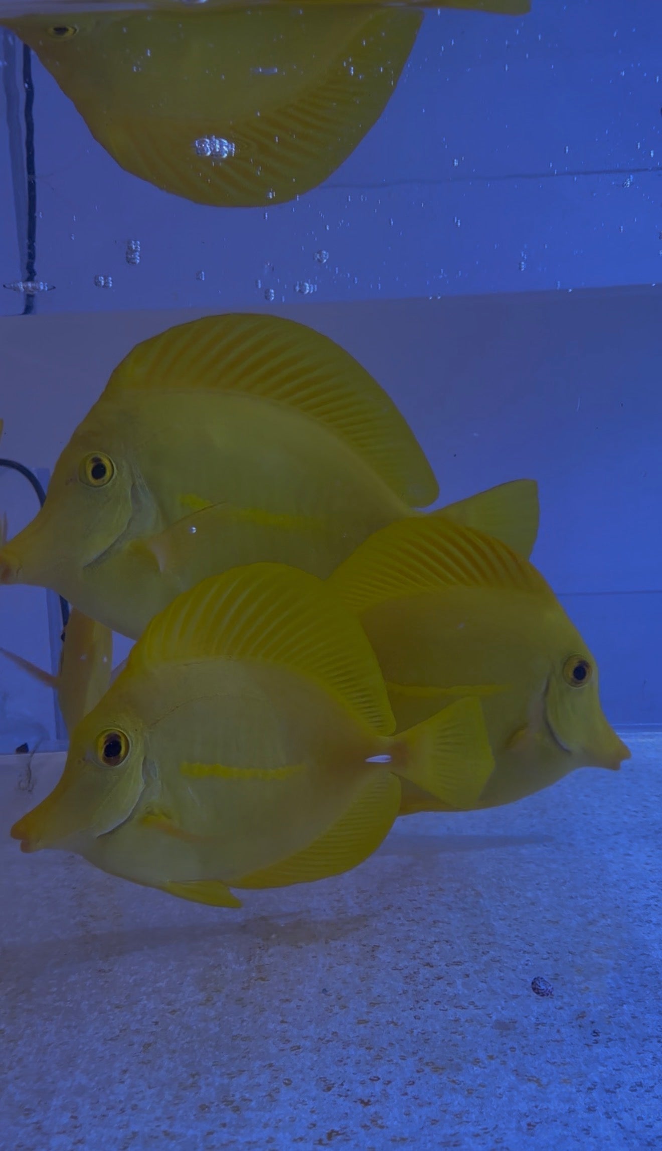 Captive Bred Yellow Tang from 3.5” to 4.5” loved and disease-free