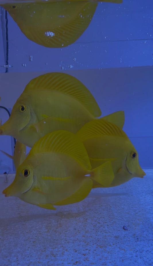 Captive Bred Yellow Tang from 3.5” to 4.5” loved and disease-free