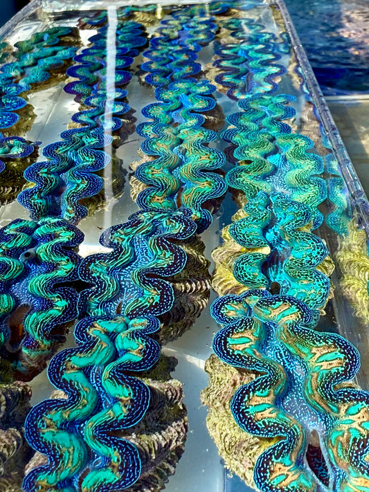 Super Rare! Ultra Rainbow Clam