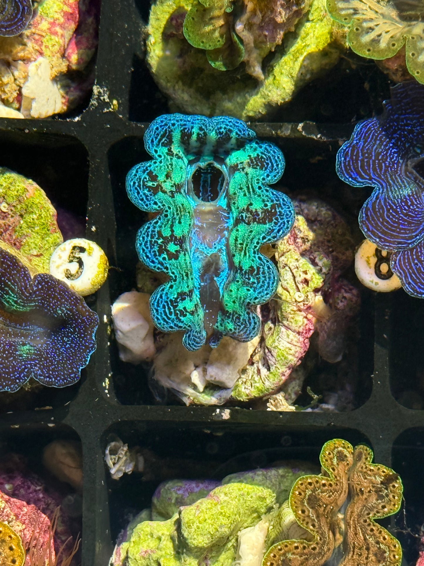 Captive Bred Crocea clam #5