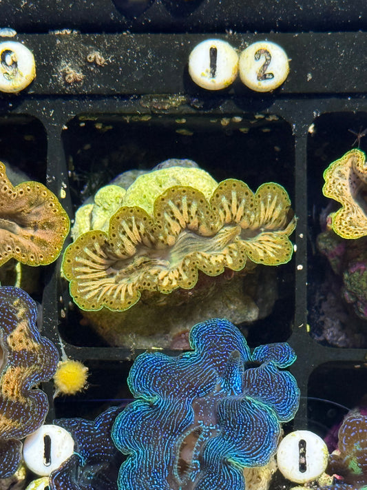 Captive Bred Noae clam #12