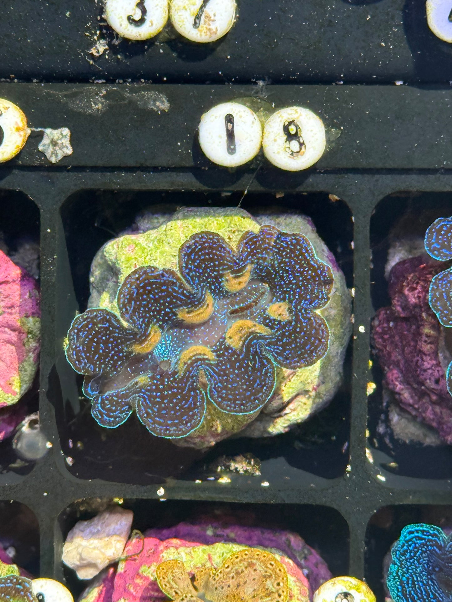 Captive Bred Crocea clam #18