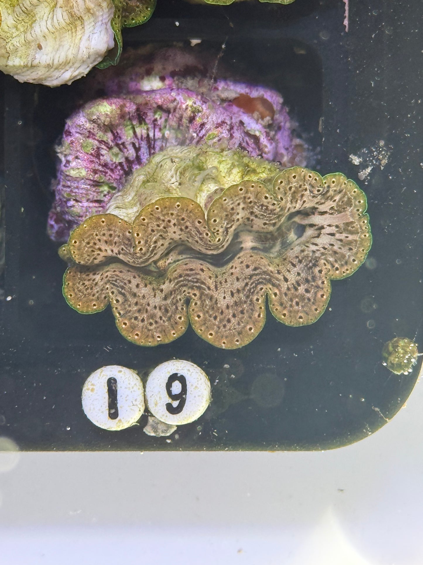 Captive Bred Crocea clam #19