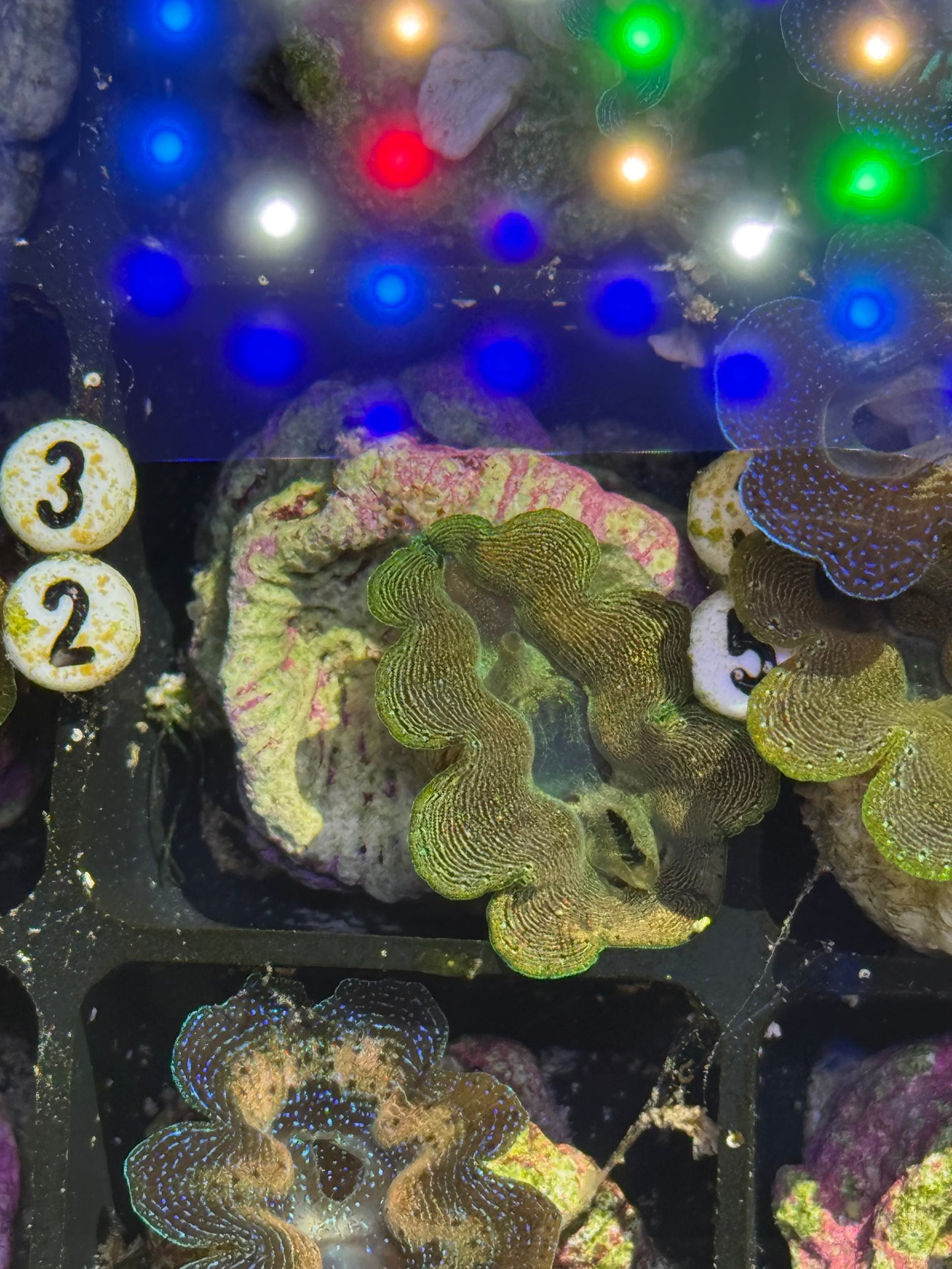 Captive Bred Crocea clam #32