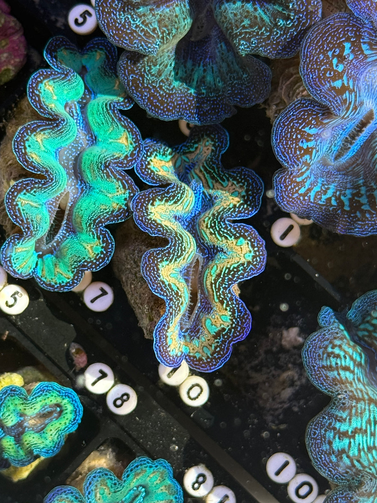 Crocea Captive Bred Crocea ultra rainbow clam #97 live sale – Clam Mania