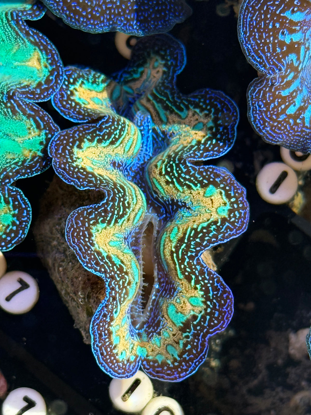 Crocea Captive Bred Crocea ultra rainbow clam #97 live sale – Clam Mania