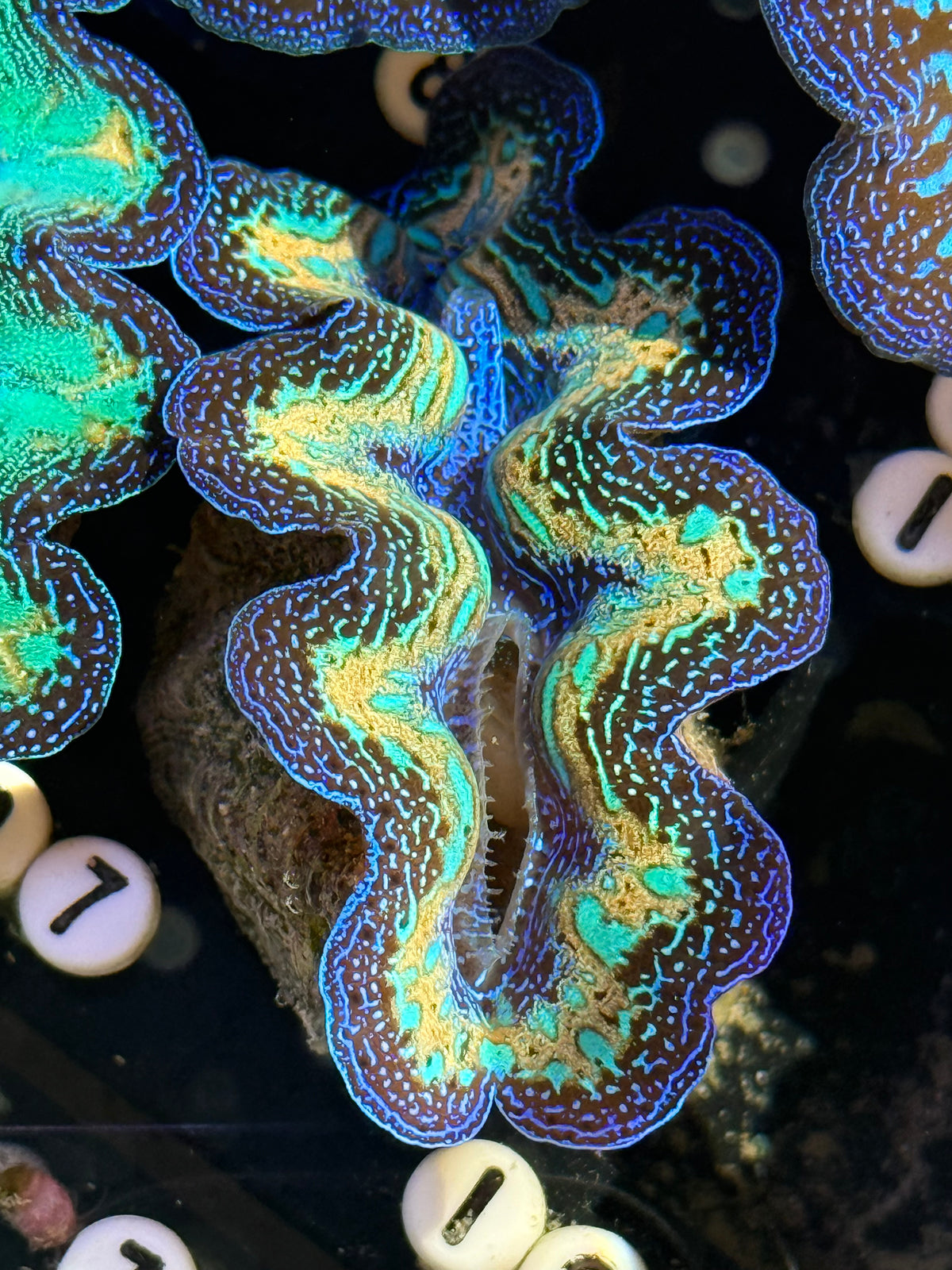 Crocea Captive Bred Crocea ultra rainbow clam #97 live sale – Clam Mania