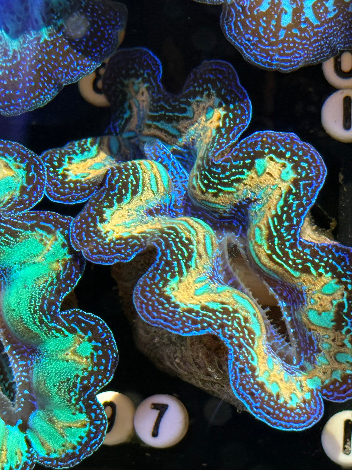 Crocea Captive Bred Crocea ultra rainbow clam #97 live sale – Clam Mania