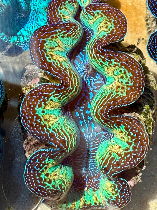 Ultra Super Neon Crocea Rainbow FT1 #3