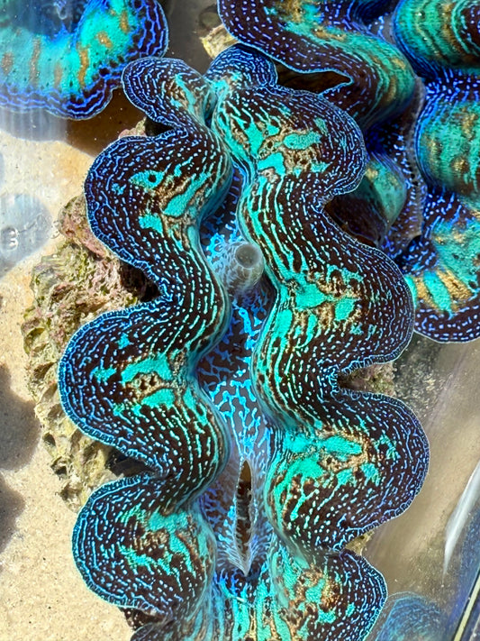 Ultra Crocea Rainbow FT1 #7