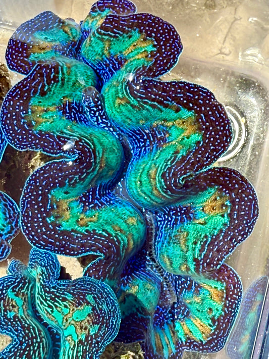 Ultra Crocea Rainbow FT1 #9