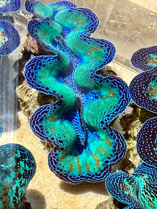 Super Neon Crocea Rainbow FT1 #10
